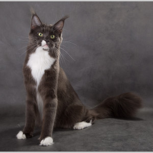 Maine coon cat a 03